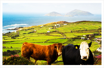 Killarney (Ring of Kerry tour 07 Hrs)