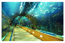 Valencia (Trip to Oceanographic)
